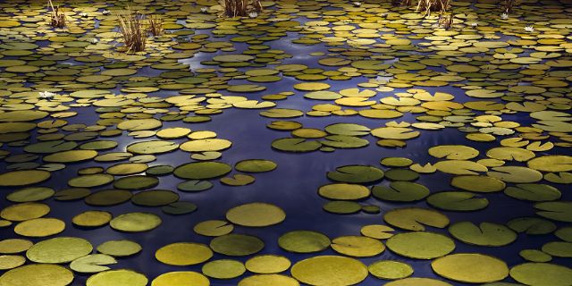 El Centro Botín invita a crear un gran jardín de nenúfares sobre el suelo azul del anfiteatro - 1, Foto 1