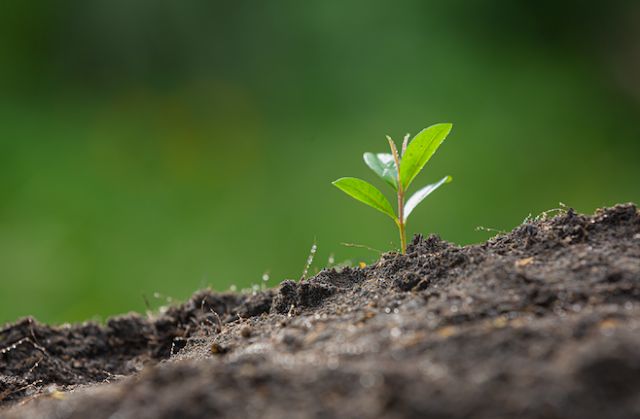 Tot-Net firma un acuerdo con Reforesta para la conservación de zonas naturales y la plantación de árboles - 1, Foto 1