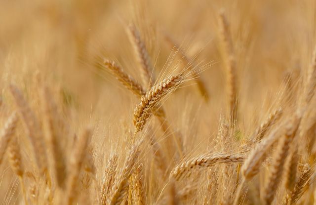 La agricultura ecológica, la filosofía y el estilo de vida en el que se basa Productos Monti - 1, Foto 1