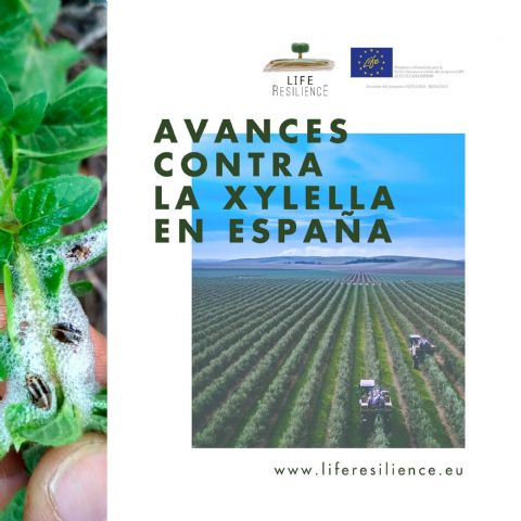 LIFE Resilience afronta su última etapa con grandes avances contra la Xylella en España - 1, Foto 1