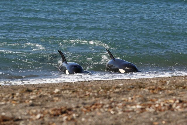 Península Valdés: por qué es uno de los mejores momentos del año para ver a las orcas - 1, Foto 1