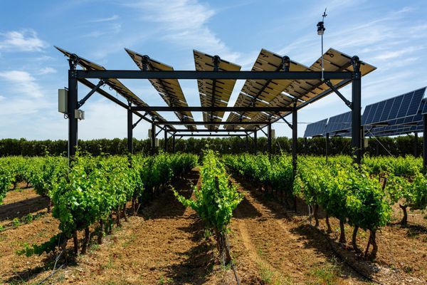 ESGeo España, Grupo Techedge, desarrolla Winesolar, un proyecto sostenible de energía fotovoltaica puesto en marcha en un viñedo de González Byass - 1, Foto 1