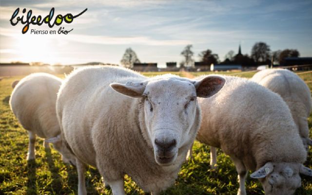 Producción ecológica de ovino, según Bifeedoo - 1, Foto 1