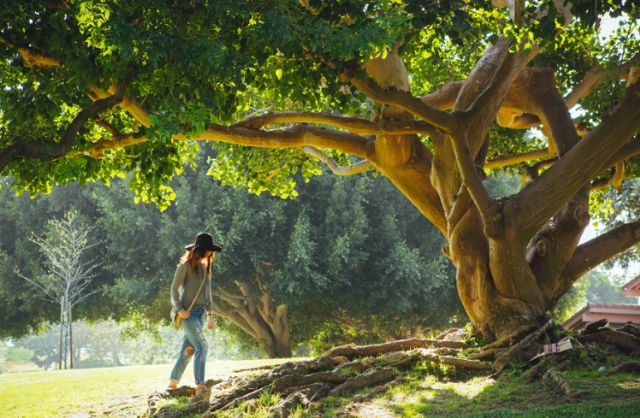 Casa A Pedreira presenta los beneficios de la Arboterapia: conectar con la naturaleza para sanar - 1, Foto 1