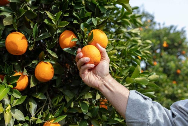 Comprar naranjas online baratas con Sabor a Naranjas en menos de 24 horas - 1, Foto 1