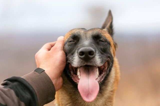 ¿Qué aspectos es importante considerar antes de esterilizar a un perro? - 1, Foto 1