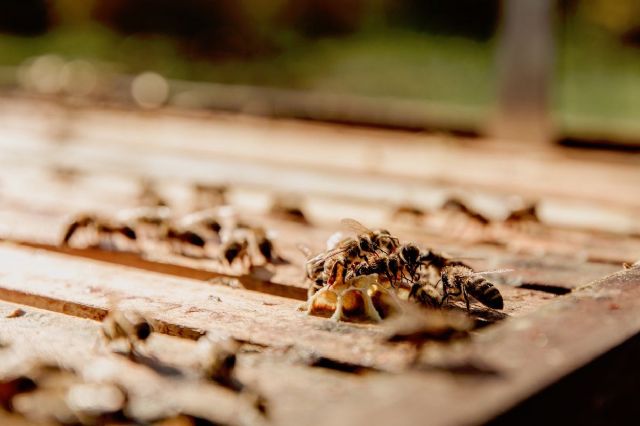 BIBLION IBÉRICA ayuda a proteger casas y espacios públicos de las plagas de primavera - 1, Foto 1