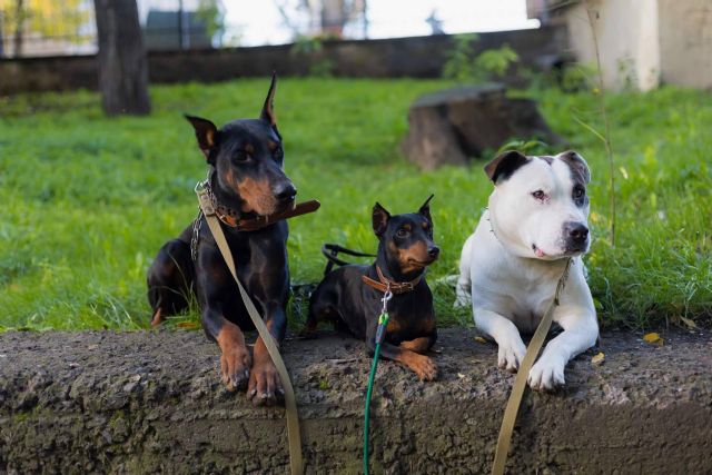 La verdad sobre los perros potencialmente peligrosos - 1, Foto 1