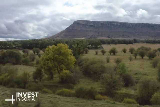 La provincia de Soria plantará un árbol por cada 10.000€ de inversión - 1, Foto 1