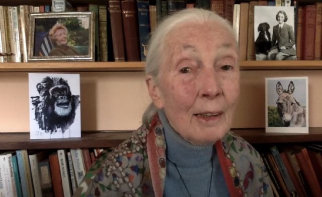 Jane Goodall en la URL: «think globally, act locally es el camino equivocado, porque pensar globalmente causa depresión» - 1, Foto 1