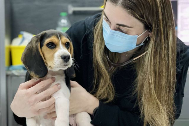 La creciente tasa de abandono de animales hace que el Hospital Veterinario El Bosque tome medidas para fomentar la tenencia responsable - 1, Foto 1