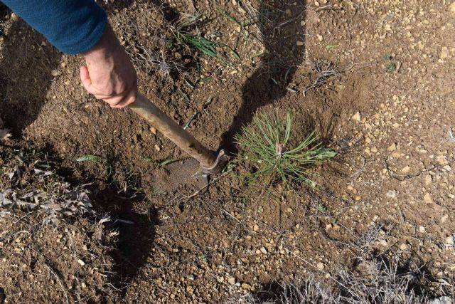 Gracias a una plantación forestal en Burgos, Solaria compensa más de 400 toneladas de CO2 - 1, Foto 1