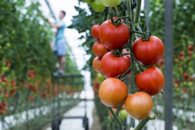 Los invernaderos solares, modelo de producción clave para la soberanía alimentaria de la UE - 1, Foto 1