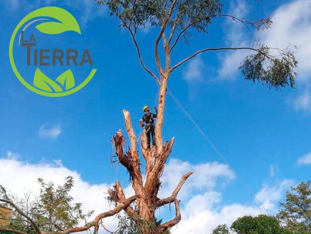 Tala de árboles ¿por qué acudir a profesionales?, por LA TIERRA JARDINERÍA - 1, Foto 1