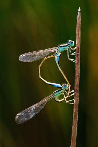 Los amantes del mundo de la entomología tienen una cita en Cogolludo de la mano de SEACAM - 1, Foto 1