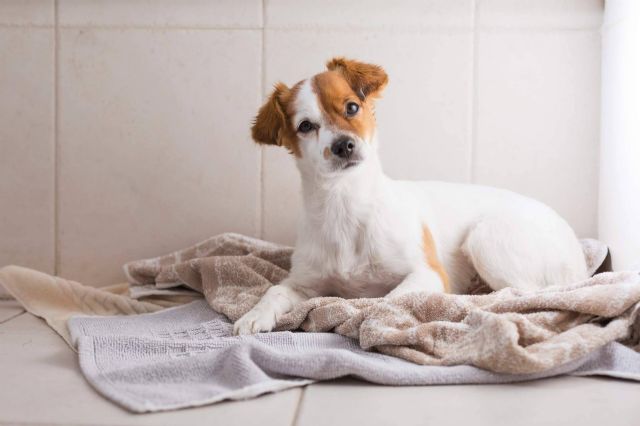 Cuidar el pelo de las mascotas con champús especiales - 1, Foto 1