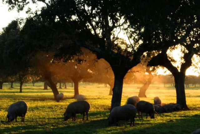 ¿Cuáles son las claves para diferenciar el cerdo ibérico del cerdo ibérico de bellota? - 1, Foto 1