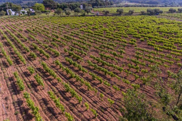 Viníric desarrolla una ruta de enoturismo en Cataluña - 1, Foto 1