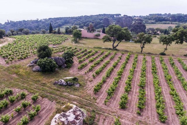 Los vinos de Viníric, la bodega situada en Calonge - 1, Foto 1