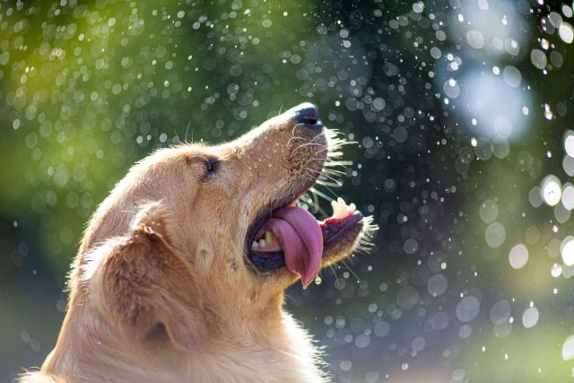 La Asociación Española de Perros de Apoyo explica cómo evitar un golpe de calor en los perros - 1, Foto 1