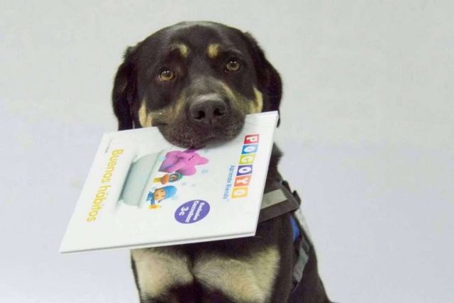 Perros de asistencia que ayudan a incentivar la lectura - 1, Foto 1