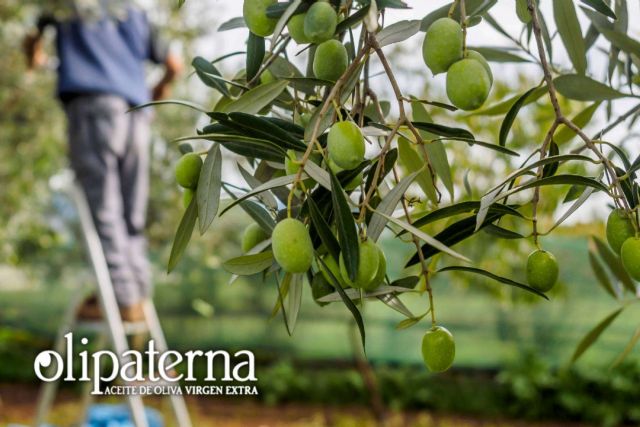 La Feria Internacional Abanca Semana Verde acoge Olipaterna, empresa dedicada a la elaboración y comercialización de AOVE - 1, Foto 1