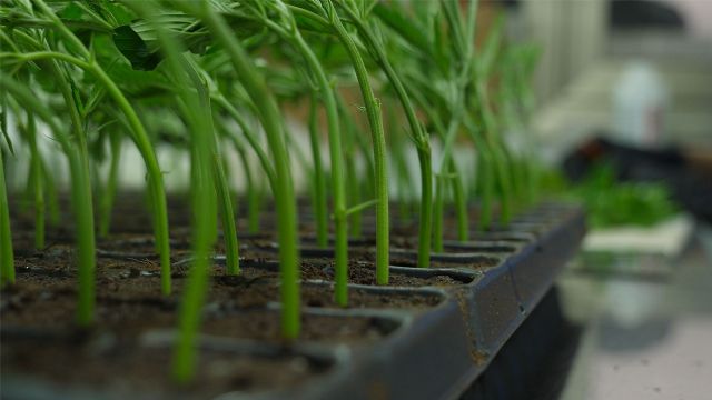 La UPC School ofrece un nuevo posgrado en Tecnologías de Producción y Transformación del Cannabis - 1, Foto 1