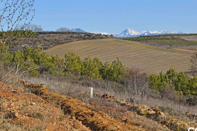 El papel de los bosques en la absorción de CO2 - 1, Foto 1