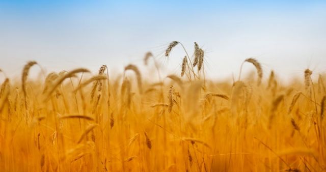 Aumenta el crédito a las actividades agrícolas, ganaderas y pesqueras en el 2021 - 1, Foto 1