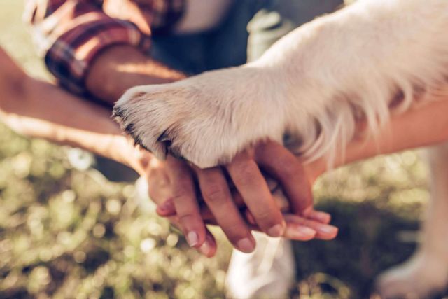 La ciencia descubre que para mejorar la convivencia con los animales de compañía es esencial entender su comportamiento - 1, Foto 1