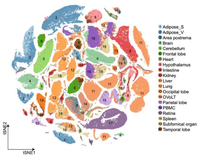 El BGI completa el primer atlas transcriptómico unicelular del cuerpo entero de un cerdo del mundo - 1, Foto 1