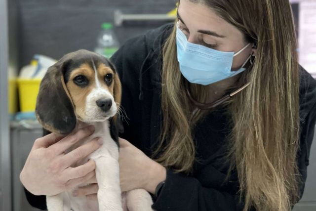 La importancia de proteger a las mascotas del calor durante el verano, por Hospital Veterinario El Bosque - 1, Foto 1