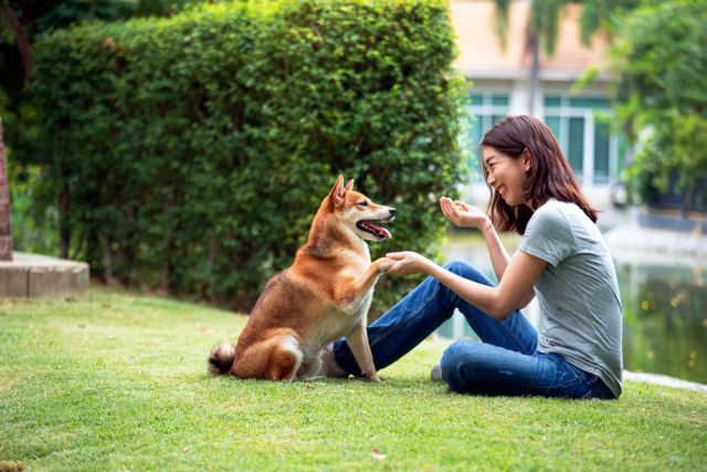 Trabajar el comportamiento de los animales de compañía con refuerzo positivo, con Antrozoología - 1, Foto 1