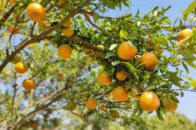 Sabor a Naranja explica qué es el etiquetado Nutri-Score - 1, Foto 1