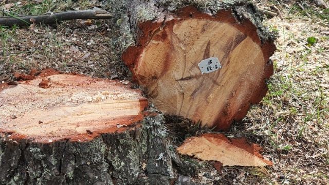 Montes Universales-Alto Tajo: madera procedente de gestión sostenible para uso en construcción - 1, Foto 1