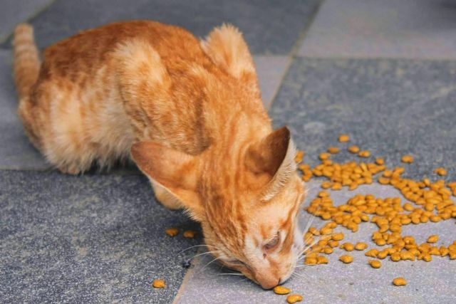 Piensos para gatos que garantizan una vida saludable del animal - 1, Foto 1