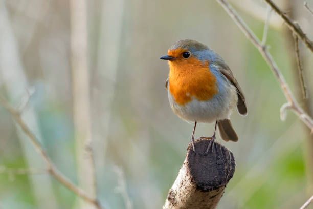 La Federación de Asociaciones Unidas por la Naturaleza y los Animales (FAUNA) indica, junto con el bufete de abogados Vázquez & Blanco abogados, que estas aves están perfectamente registradas y comunicadas a la autoridad CITES - 1, Foto 1