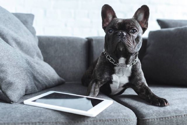 Veterizonia tienda de animales y clínica veterinaria ofrece los mejores consejos para viajar con mascota durante las vacaciones - 1, Foto 1