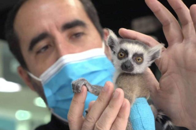 Desparasitar a las mascotas para protegerlas de las garrapatas, con Hospital Veterinario Privet - 1, Foto 1