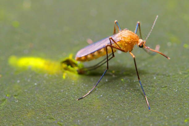 Cómo influye el cambio climático en la proliferación de mosquitos - 1, Foto 1