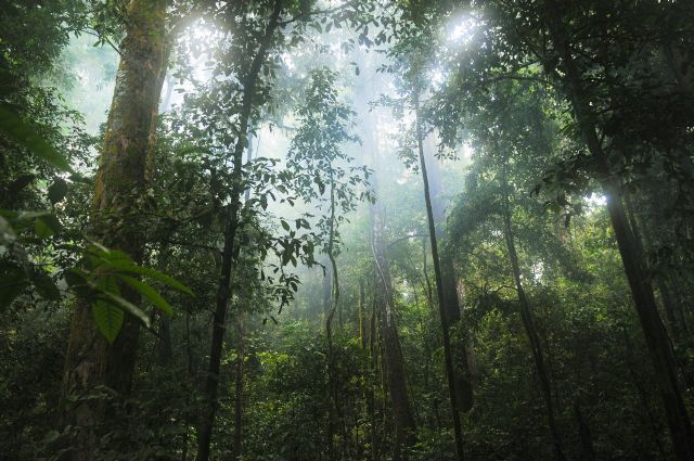 Plug Power y Amazon firman un acuerdo para el suministro de hidrógeno verde - 1, Foto 1