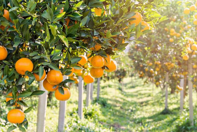 La gran variedad de recetas con naranja para disfrutar de esta fruta fresca - 1, Foto 1