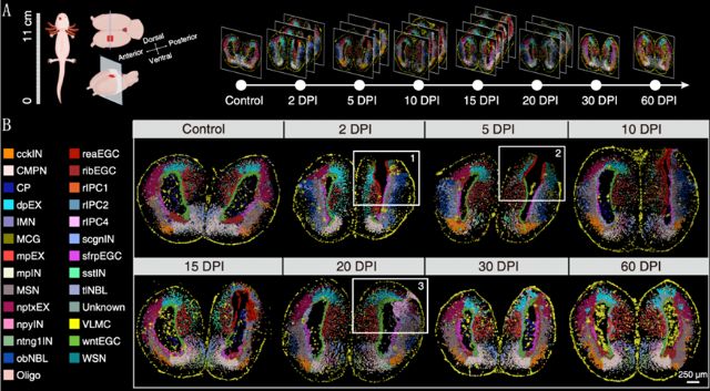 El BGI crea el Primer Atlas Espaciotemporal de Regeneración del Cerebro del mundo - 1, Foto 1