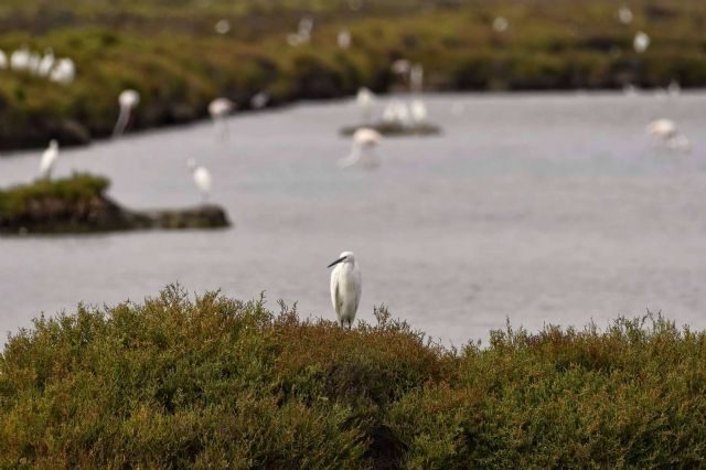 ¿Por qué elegir sal marina ecológica? - 1, Foto 1