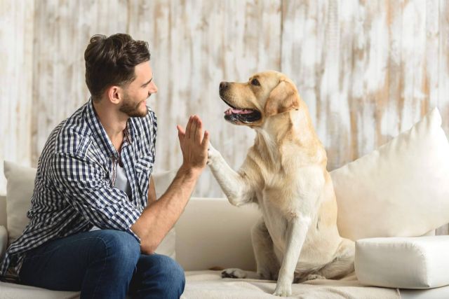 Los gatos y los perros también pueden sufrir estrés posvacacional - 1, Foto 1