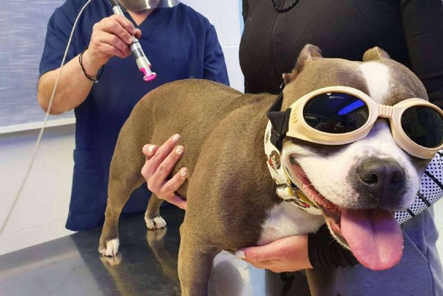 Los pequeños animales pueden recibir laserterapia en clínica - 1, Foto 1