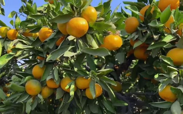 Naranjas Eco comienza la campaña citrícola 2022-2023 - 1, Foto 1