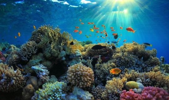 Blanqueo del coral debido al cambio climático, según Jordi Cornadó - 1, Foto 1