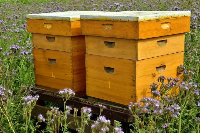 Ante el calor extremo, SATECMA aconseja cómo proteger las colmenas de abejas - 1, Foto 1