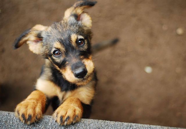 PERROBUENO, la guardería canina que pone en alza el bienestar, la salud y la comunicación social de las mascotas - 1, Foto 1